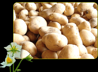 Una cooperativa abre una tienda en Laguna de Duero para vender patatas a un precio justo